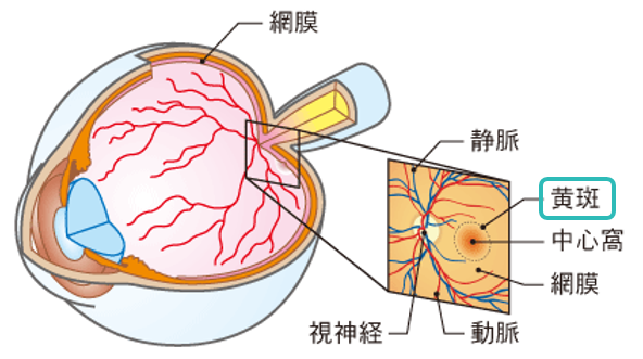 黄斑疾患